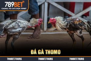đá gà thomo